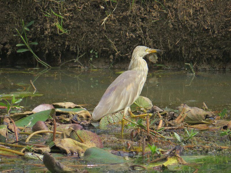 F (27) Pond heron - Victoria gardens, Nuwara Eliya.JPG